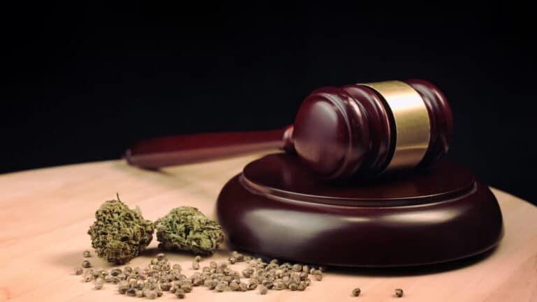Image is of a courtroom gavel beside suspected marijuana evidence, concept of drug possession and the legal penalties connected to controlled substance charges.