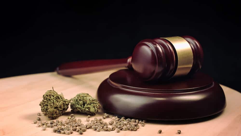 Image is of a courtroom gavel beside suspected marijuana evidence, concept of drug possession and the legal penalties connected to controlled substance charges.